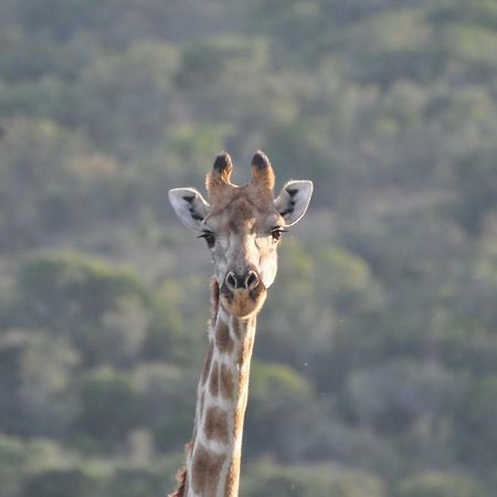 Addo Elephant Lodge & Safaris Kirkwood Экстерьер фото