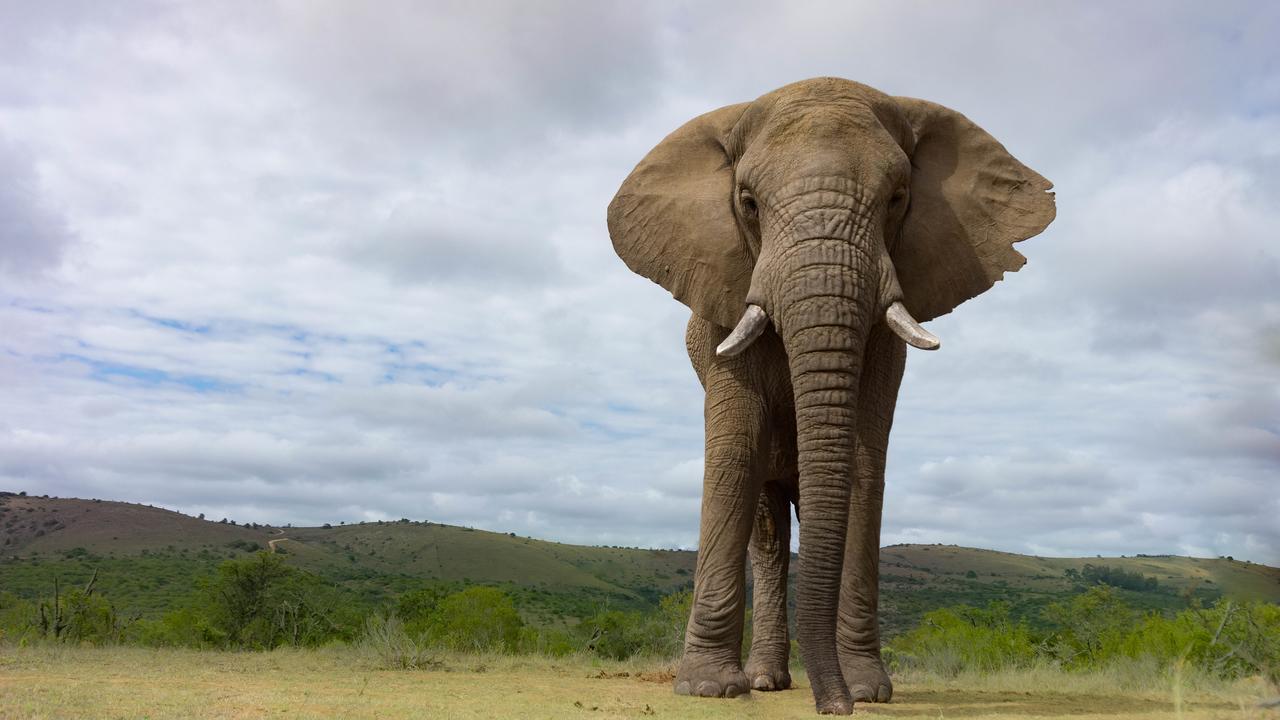 Addo Elephant Lodge & Safaris Kirkwood Экстерьер фото