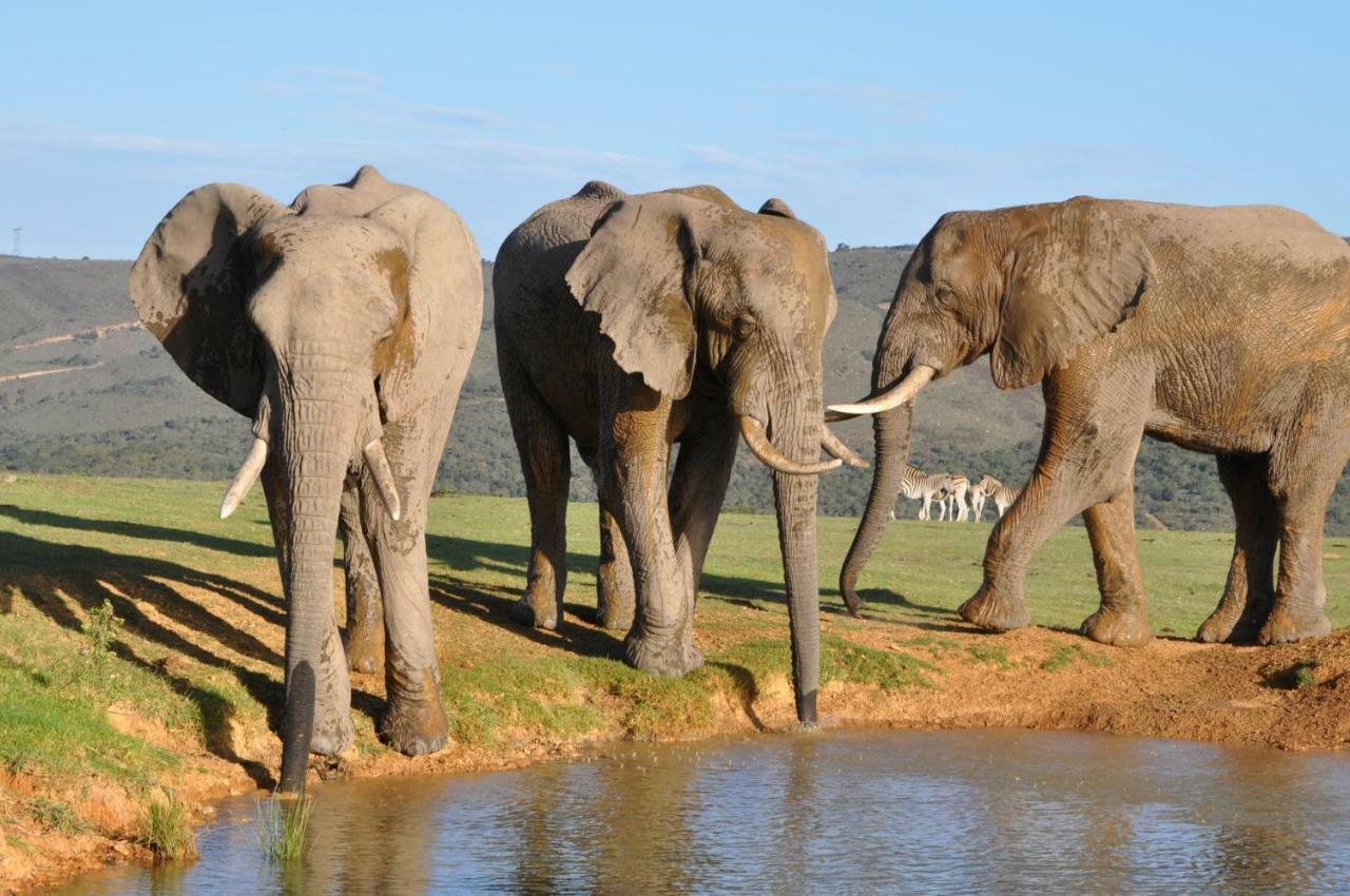 Addo Elephant Lodge & Safaris Kirkwood Экстерьер фото