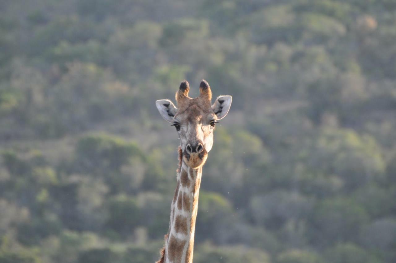 Addo Elephant Lodge & Safaris Kirkwood Экстерьер фото